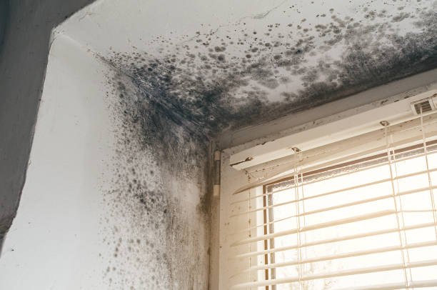 Affordable Attic Mold Removal solutions in Callaway, FL