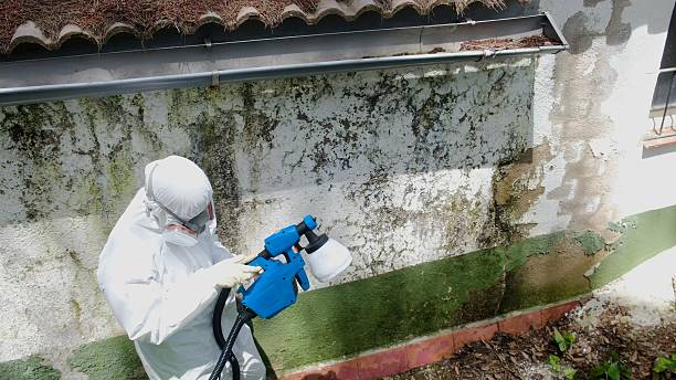 Top rated local Attic Mold Removal specialists in Callaway, FL